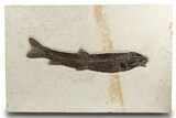 Uncommon Fossil Fish (Notogoneus) - Wyoming #300275-1